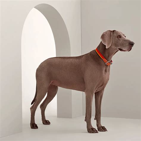 hermes dog tot|hermes collars for dogs.